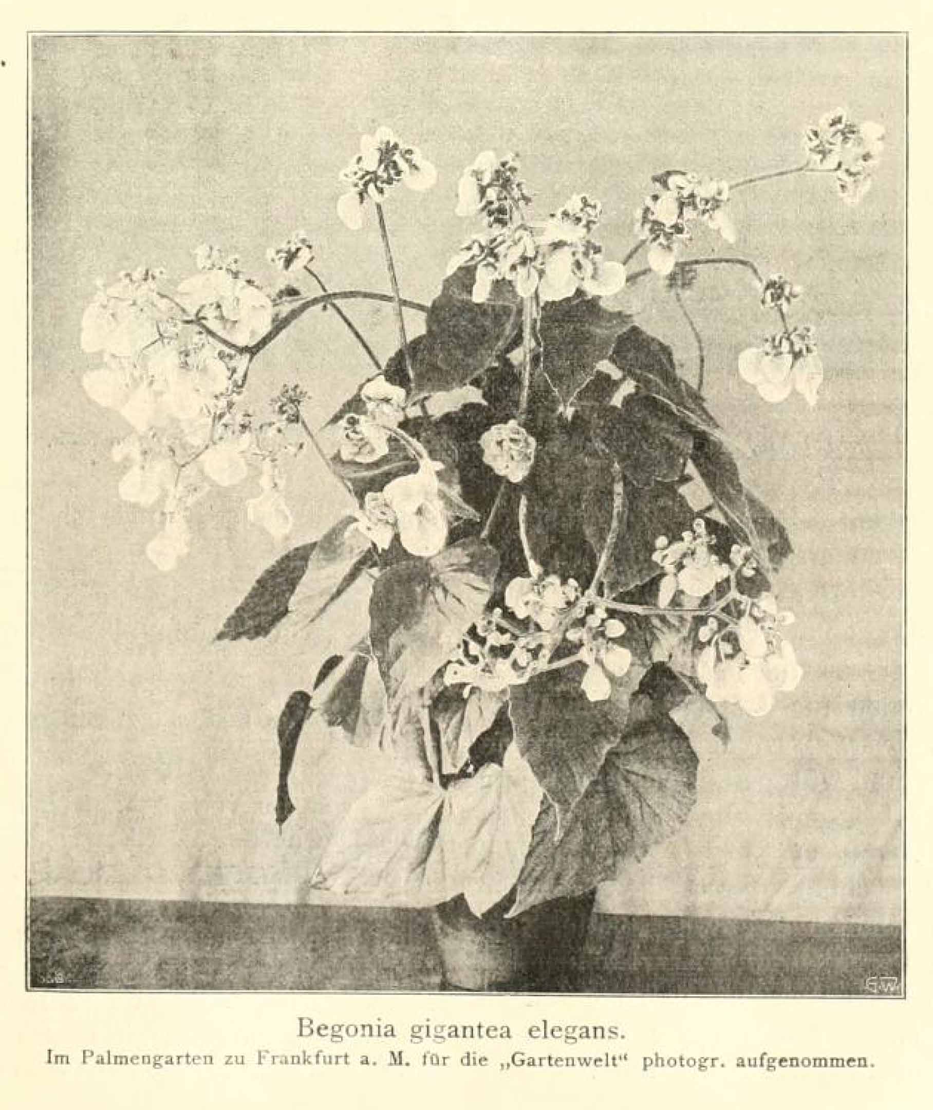 B. ‘Gigantea Elegans’